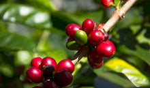 New 100% Panama Boquete Organic geisha whole beans 8oz,227g