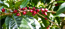 Panama Paso Ancho geisha/SH beans coffee beans 12oz-340g