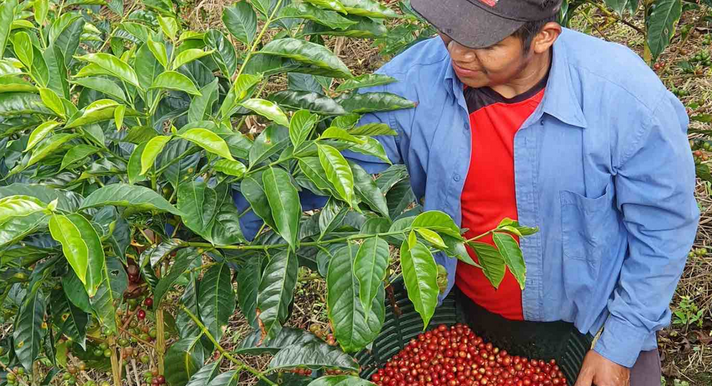 Don Batista Natural Geisha – Whole Bean, 227 g