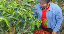 100%  DON BATISTA GEISHA NATURAL WHOLE BEANS ROASTED