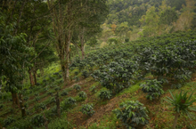 100% PANAMA -AGUILAR PERALTA NATURAL GEISHA WHOLE COFFEE ROASTED BEANS 8OZ,227G