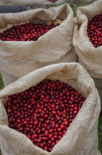 PANAMA -AGUILAR PERALTA 100% NATURAL GEISHA WHOLE COFFEE ROASTED BEANS 8OZ,227G
