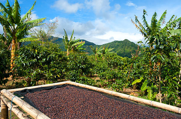 FST Natural Geisha coffee roasted beans.