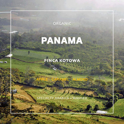Panama Kotowa Las Brujas Geisha Natural Roasted Whole Coffee Beans