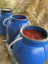 100% PANAMA ASD GEISHA COFFEE BEANS LIMITED RESERVE- VELMORA ESTATE - ASD Process Geisha Coffee Roasted Whole beans 227g