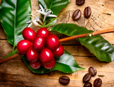 100% Panama Auromar Washed Geisha Coffee Whole Beans 8oz,227g